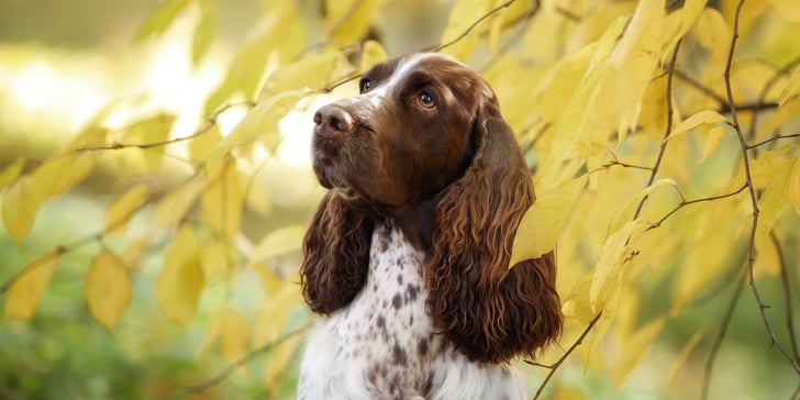 A brown and white spotted springer spaniel peeking out between leaves.