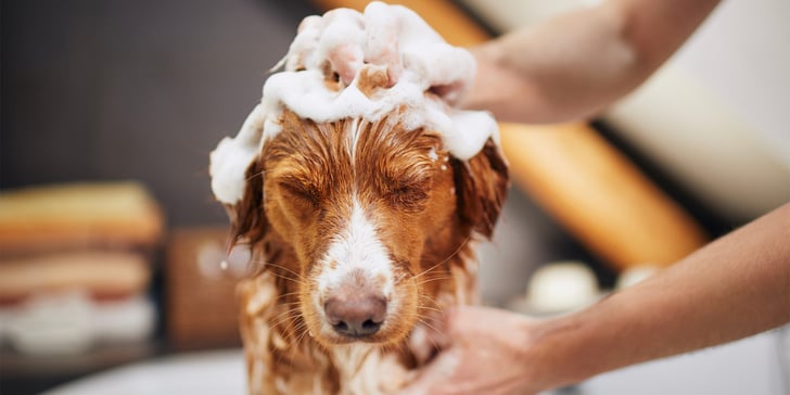 a dog getting his hair washed