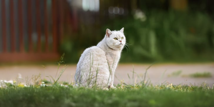 A white british shorthair cat sitting on a garden path