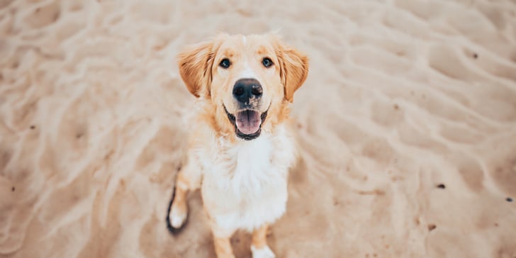 A golden retriever sitting on a beach.