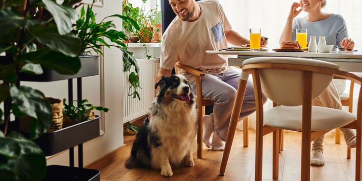 collie sitting down next to owners eating at table