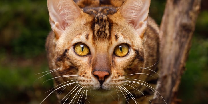 Close up of a Bengal cat's face