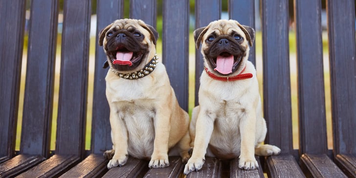 two pugs sitting on park bench with tongues out