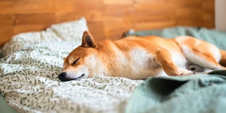 A Shiba Inu sleeping in a bed.