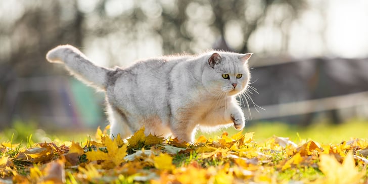 Large grey and white British Shorthair cat walking across field of leaves
