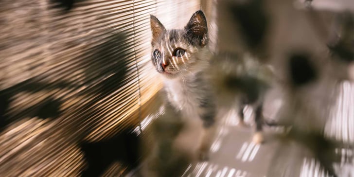 Kitten stood by blinds