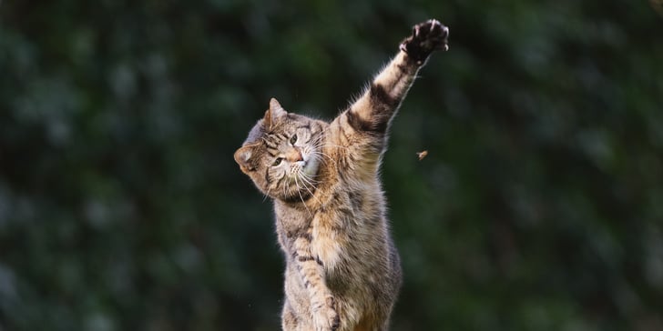 A stripy cat jumping through the air trying to catch a bee.
