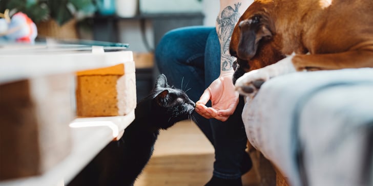 A black cat taking a treat from a hand whilst a dog watches.