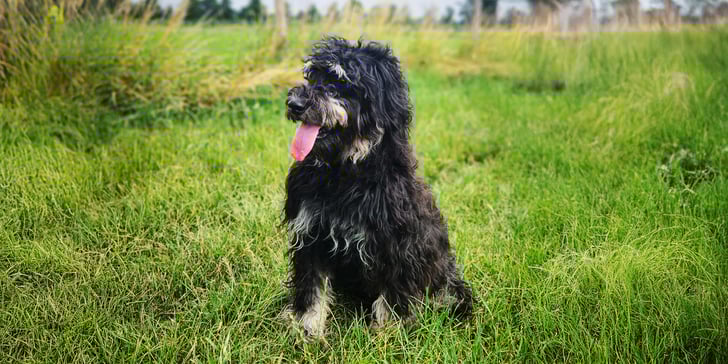Phantom coloured Labradoodle sitting outside on the grass