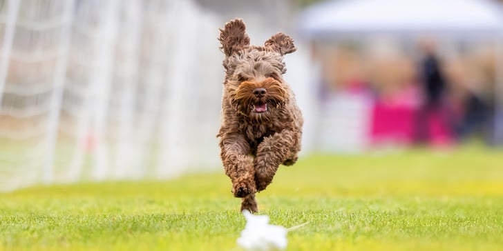 A brown Labradoodle leaping in the air.