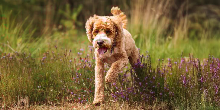 labradoodle running through heather