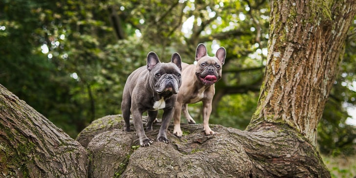 two french bulldogs standing on a rock