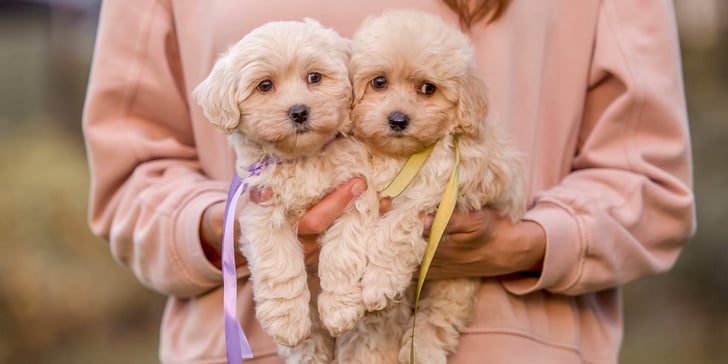 Two puppies being held.