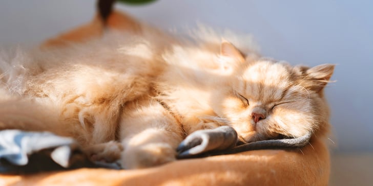 A ginger cat basking in the sun.