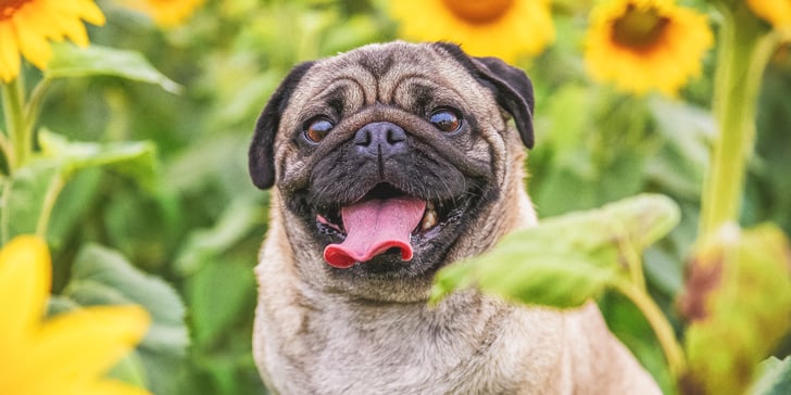 A Pug sitting in a field of sunflowers.