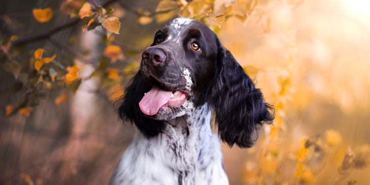 A black and white liver spotted springer spaniel amongst orange coloured blurred leaves.