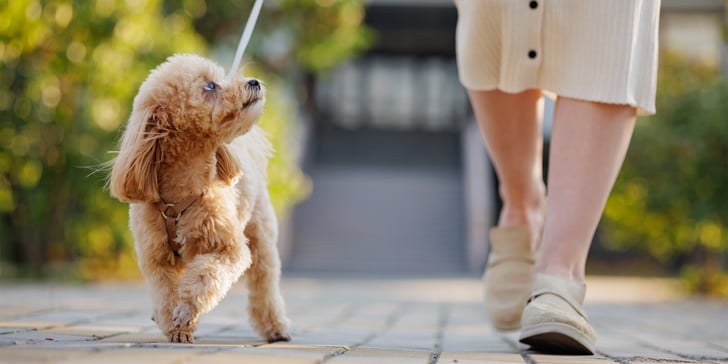 A maltipoo out on a walk looking up at their owner.