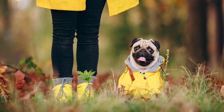 pug in yellow rain coat in a forest with owner