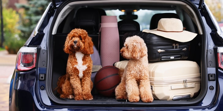 Two Cavapoos sitting in the boot of a car.