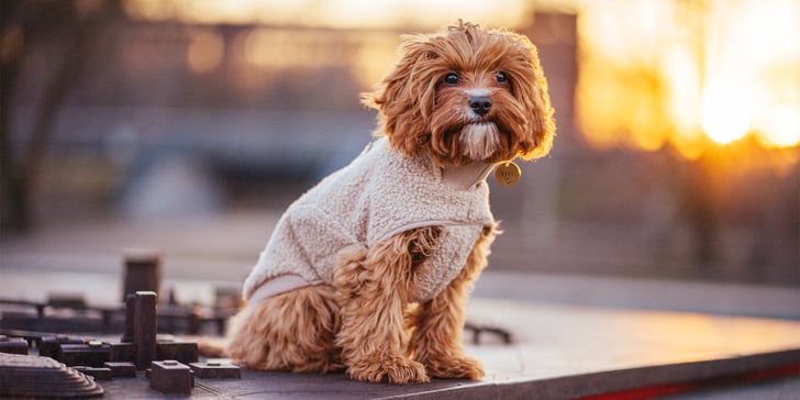 A ginger-y cockapoo sitting on a dock at sunset.