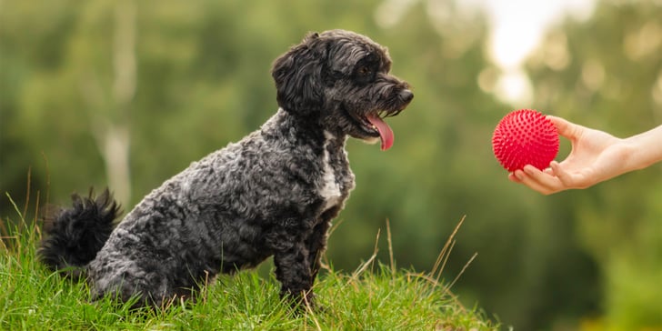 A black dog looking at a red ball.