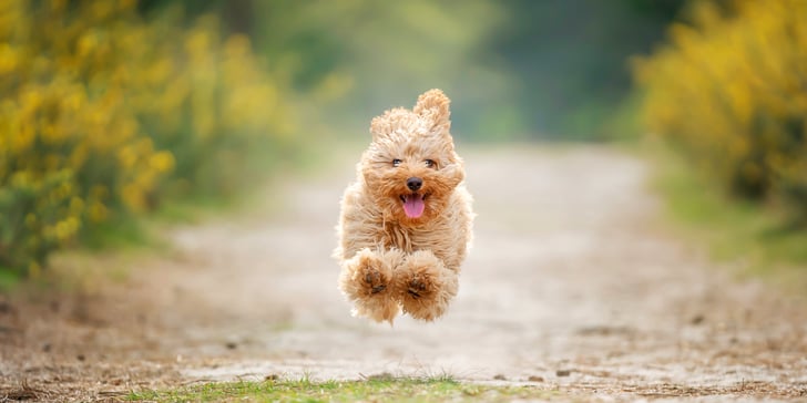A cavapoo leaping through the air.