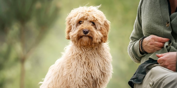 A cream-coloured Cavapoo.