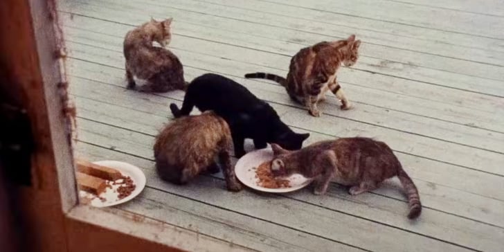 Cats gathering around a plate of food outdoors.