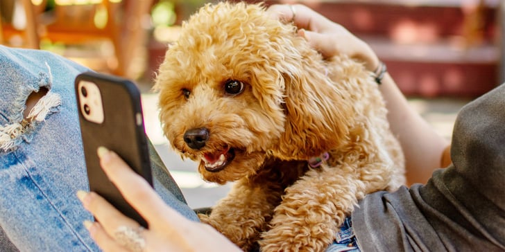 A maltipoo barking at a smartphone.