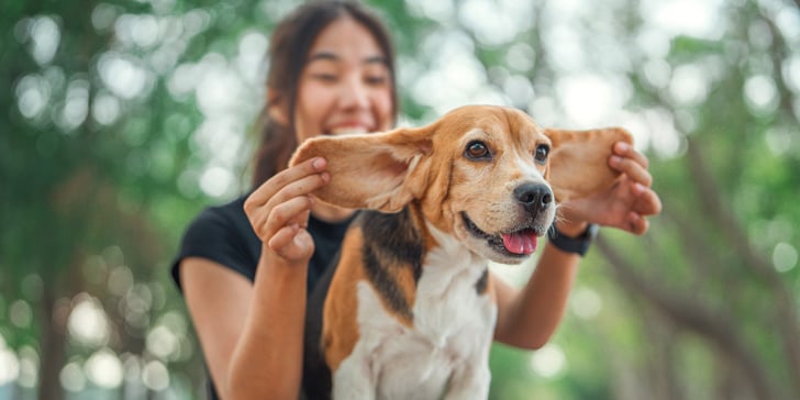 A smiling woman holding her beagle's ears.
