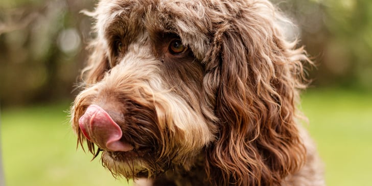 A close up of a brown Labradoodle