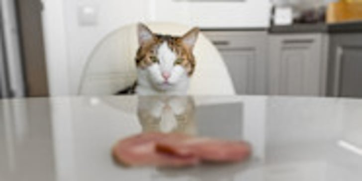 Can Cats Eat Ham A Comprehensive Guide For Cat Owners