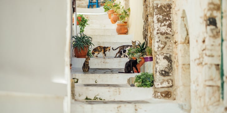 Greek cats sitting on white steps.