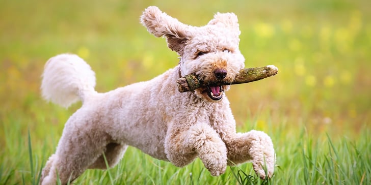 A labradoodle running with a stick in his mouth.