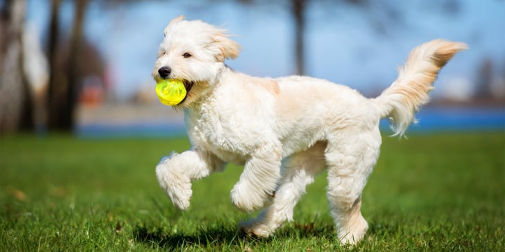 A white Labradoodle holding a tennis ball in his mouth.