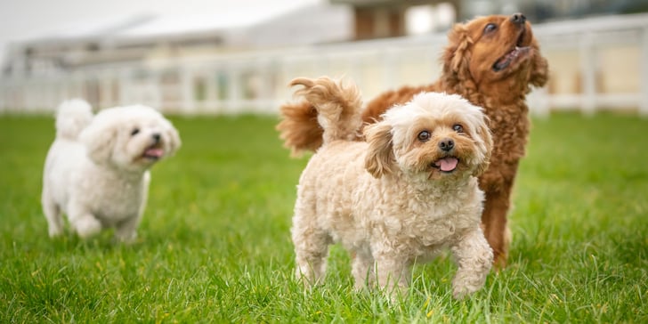 Three dogs stood in grass.
