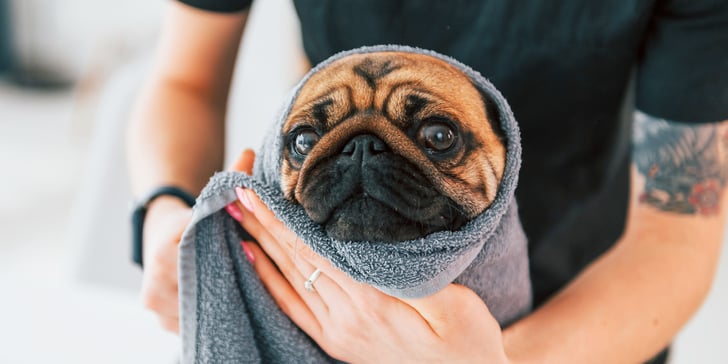A Pug wrapped up in a towel.
