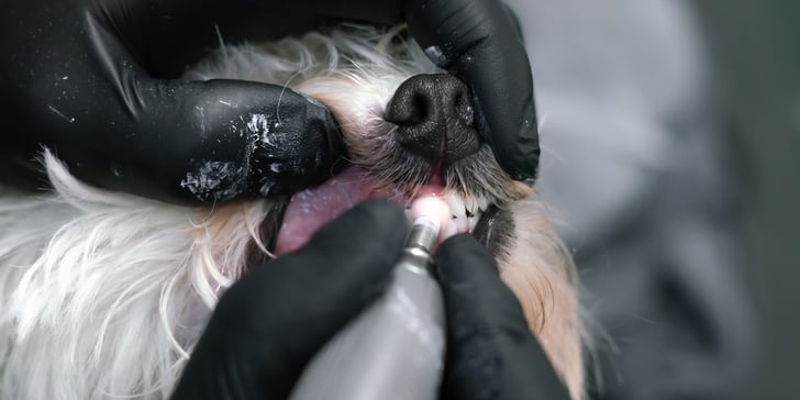 A close up of a dog getting their teeth polished.