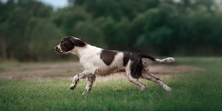 A springer spaniel running outdoors.