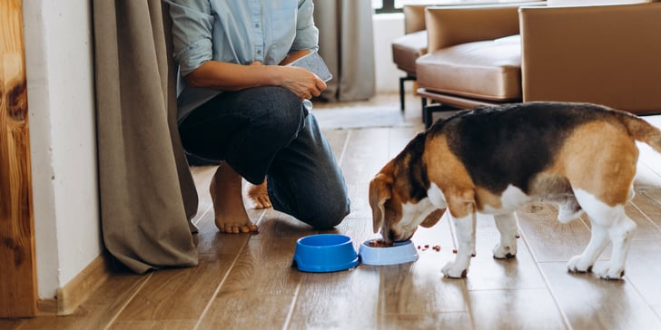 A Beagle eating from a blue bowl whilst their owner crouches down next to them.