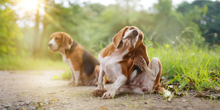 Two beagles sitting outdoors.