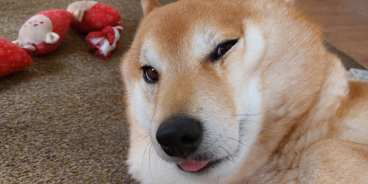 A close up of a Shiba Inu sticking his tongue out.