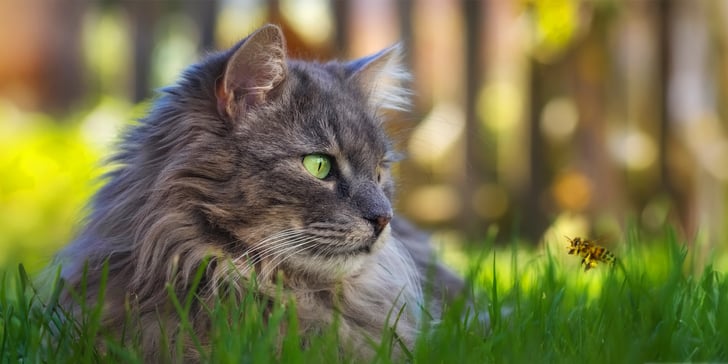 A grey cat sitting in grass.