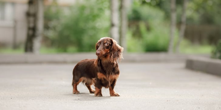 A brown dachshund giving a mean side eye outdoors.