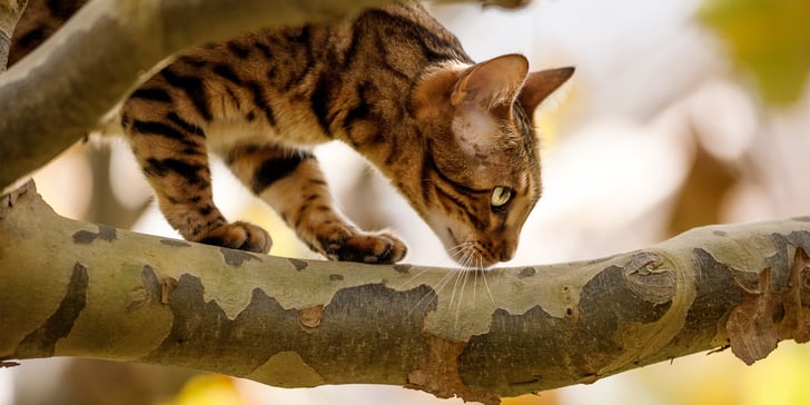 bengal walking on a tree branch