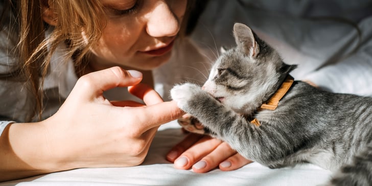 grey kitten playing with owner