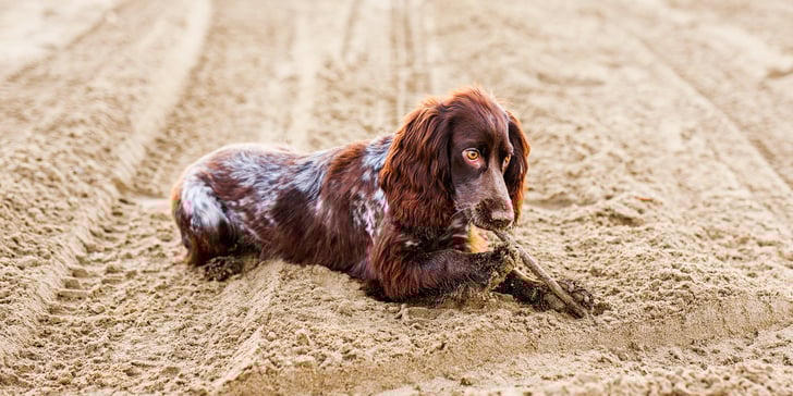 A brown springer spaniel sitting in sand eating a twig.