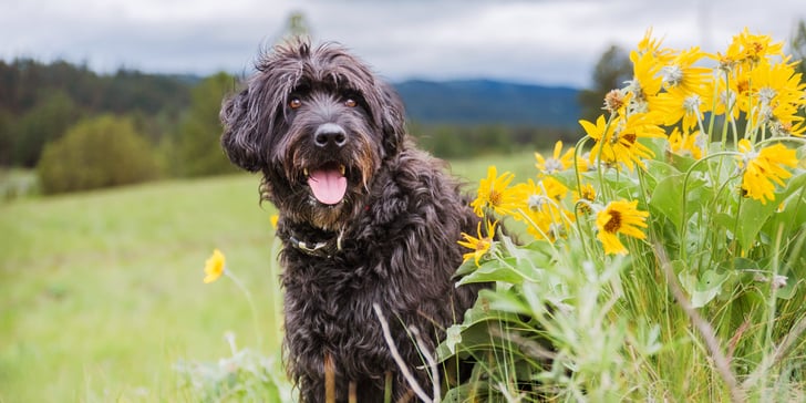 black labradoodle sitting in front of flowers