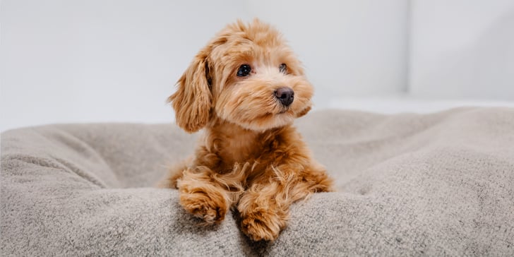 maltipoo sitting on beanbag