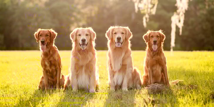 4 goldens sitting together on grass.